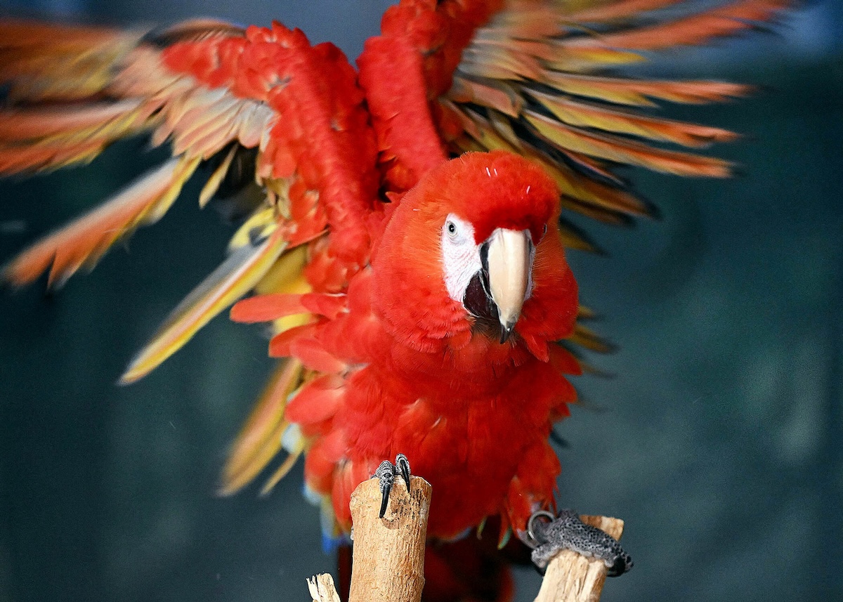 Here's A Look Inside the Brookfield Zoo's New Macaw Habitat - Macaw Bird Habitat With Pool