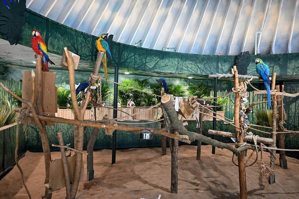 Macaw habitat