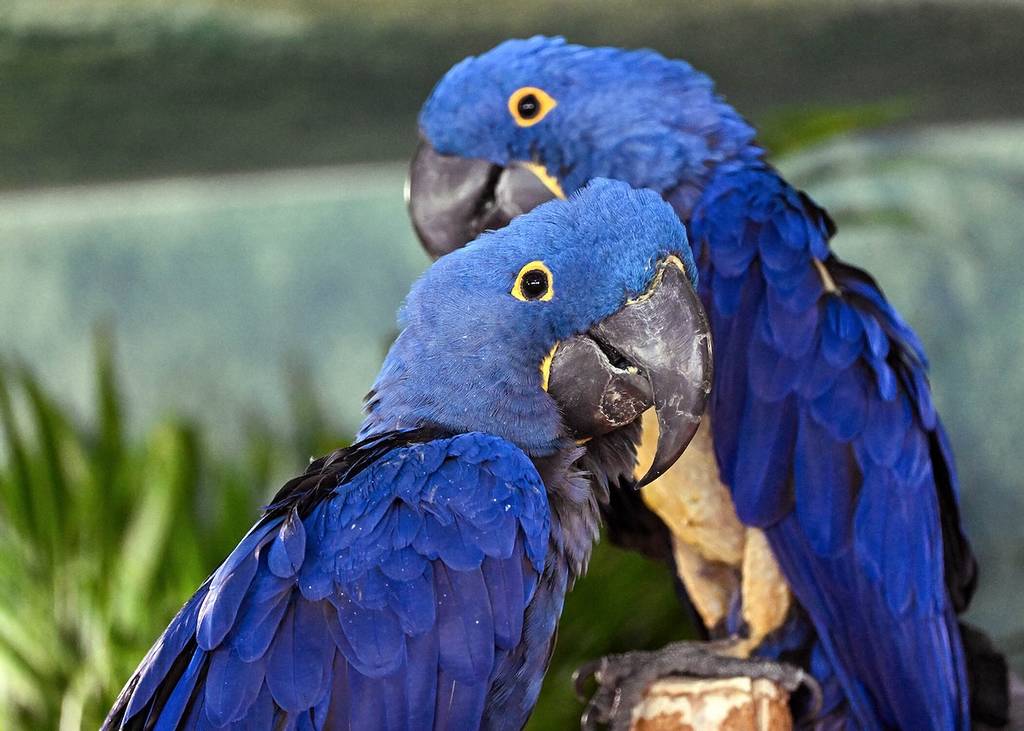 Brookfield Zoo Macaws