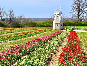 This Town In Illinois Is Hosting A Massive 300,000-Tulip Festival This Weekend—But It’s Your Last Chance To See It