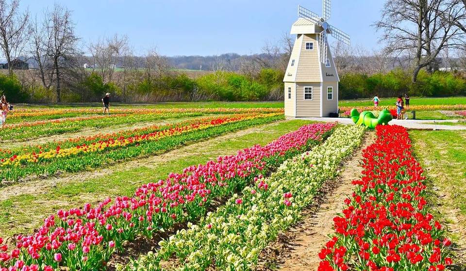 This Town In Illinois Is Hosting A Massive 300,000-Tulip Festival This Weekend—But It’s Your Last Chance To See It