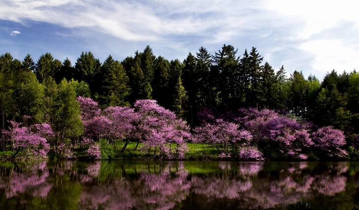 30 Minutes From Chicago—Midwest’s Largest Collection of Spring Flowers Has Officially Started to Bloom