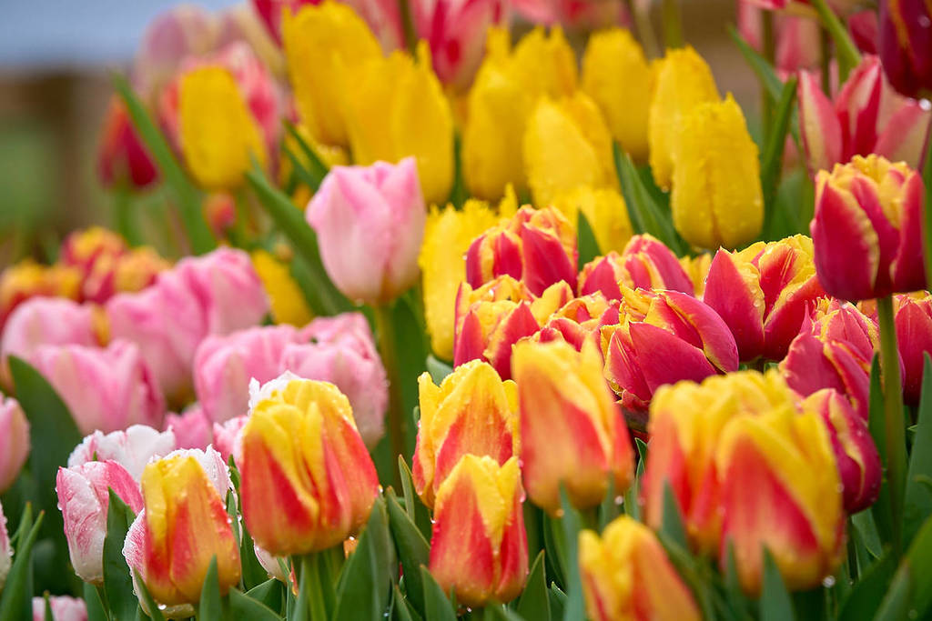 Festival de los Tulipanes de Richardson Farm