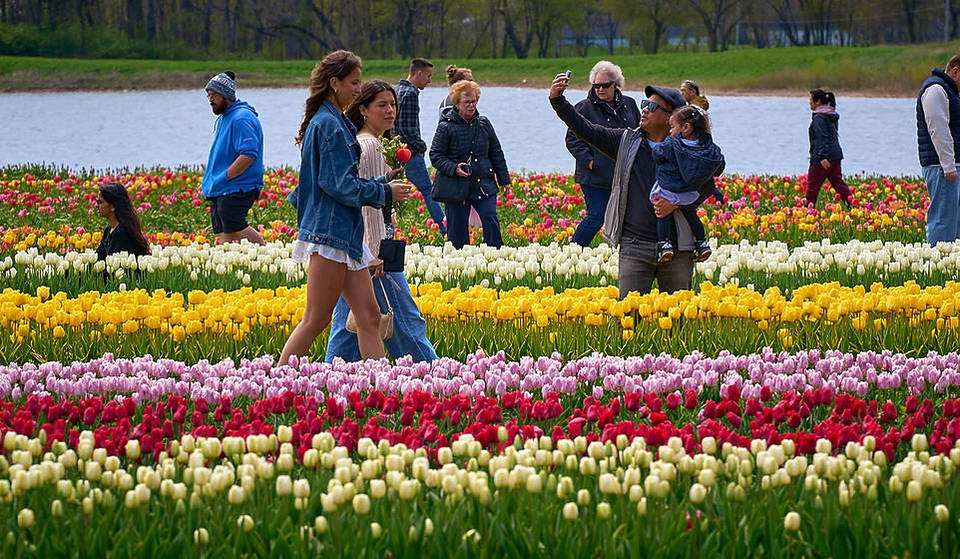 One Of The Largest Tulip Festivals In The U.S. Is Just A Short Drive From Chicago—And It’s Dog-Friendly