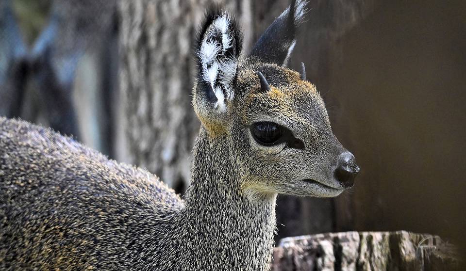 Conoce a las últimas incorporaciones del zoológico de Brookfield: un okapi y una cría de klipspringer