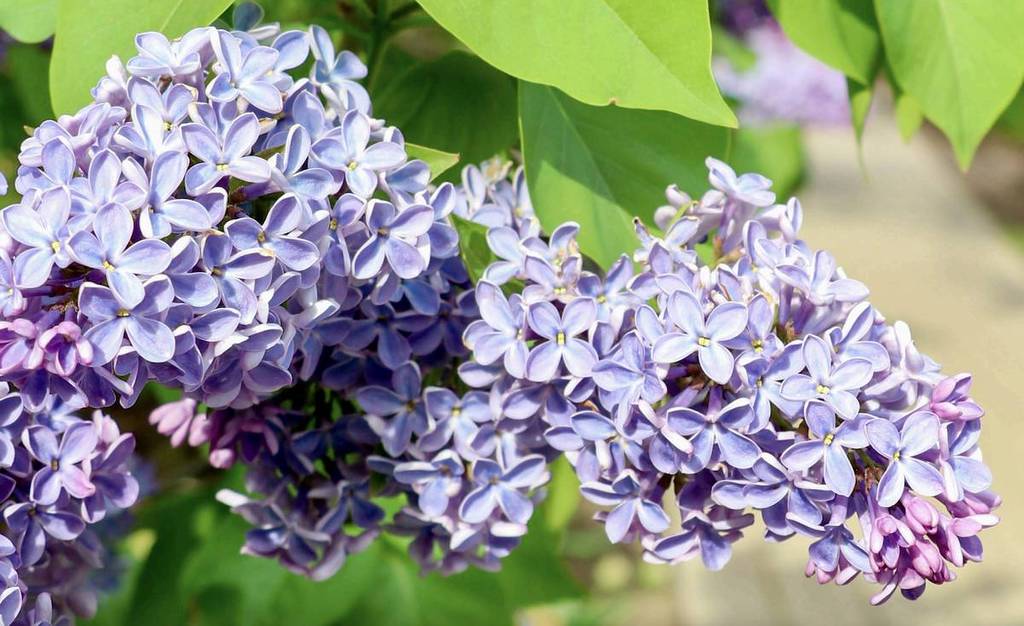 Lilac bloom