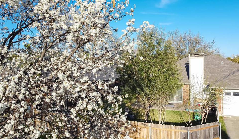 Este árbol de Chicago estará prohibido en 2028: por qué este árbol ornamental «perfecto» va a ser ilegal venderlo o cultivarlo
