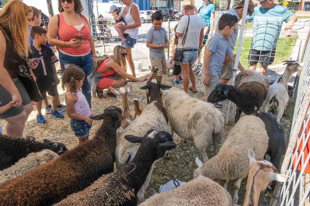 Petting Zoo at Spring Fun Fest