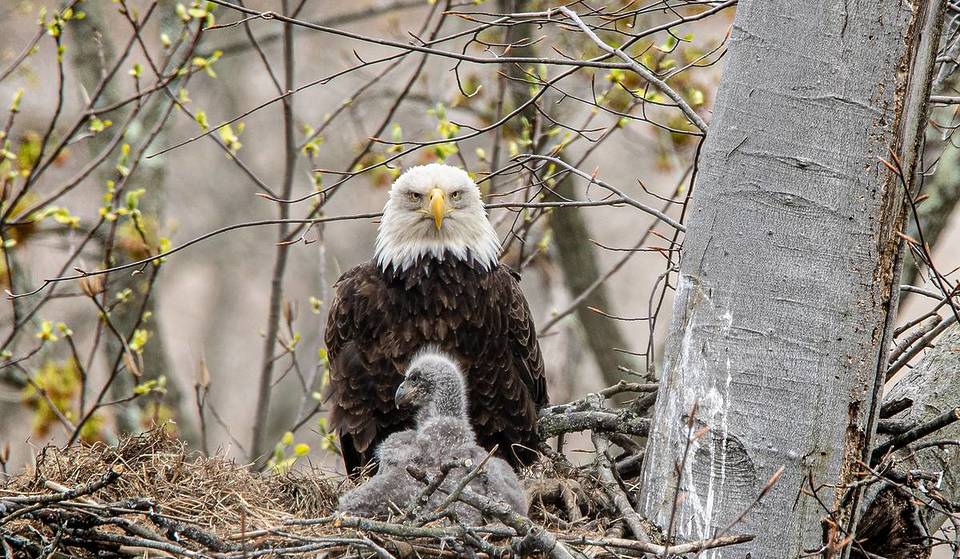 For the first time in over 100 years, a bald eagle has successfully hatched in Chicago