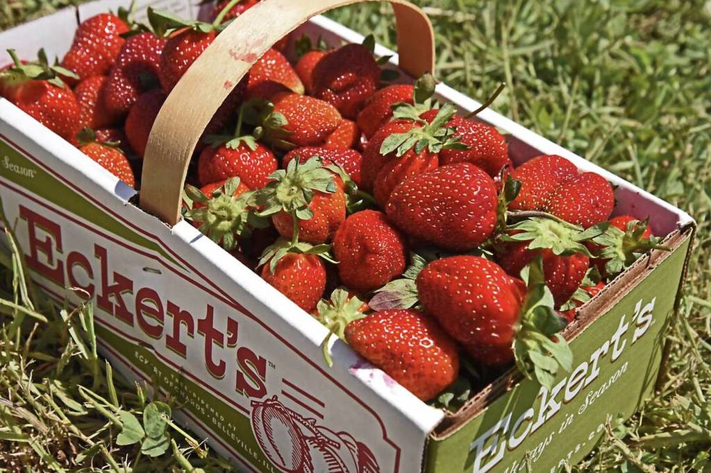 Strawberries from Eckert's Farm