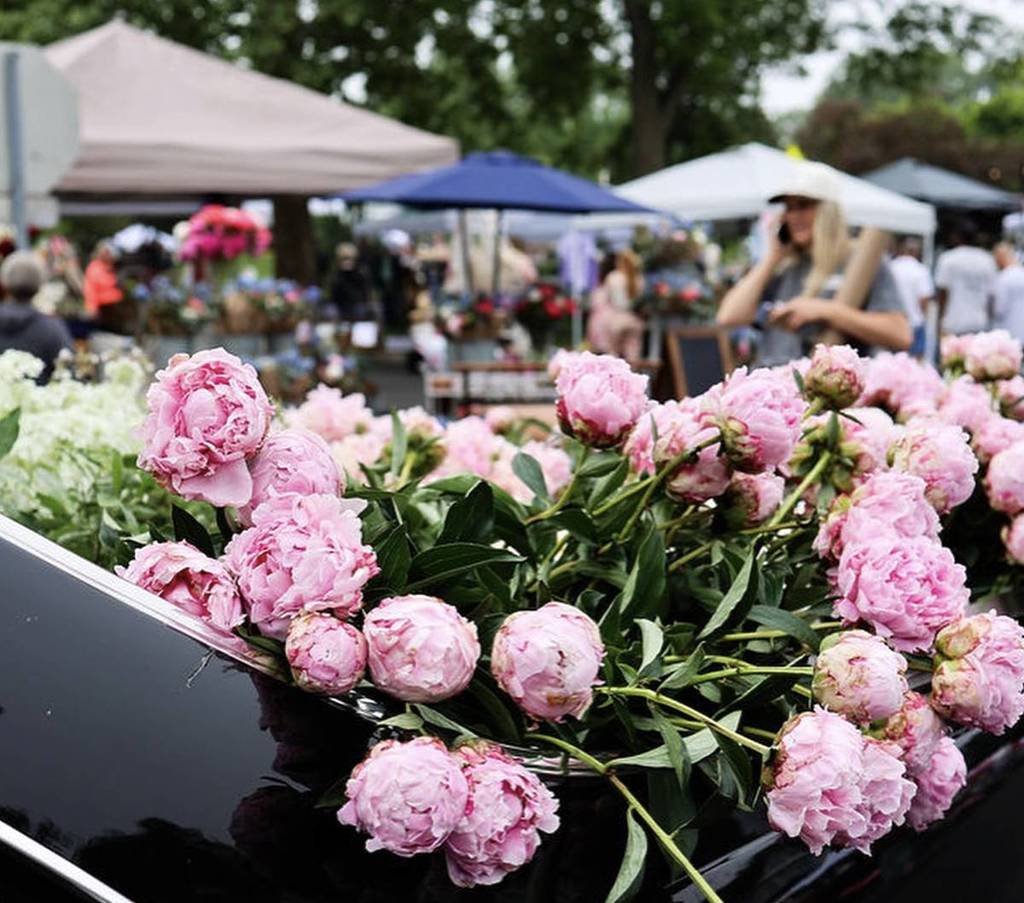 Indiana Peony Festival