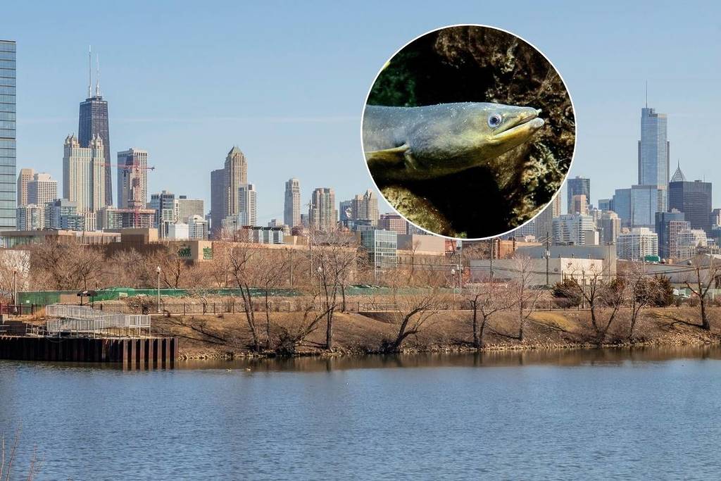 A local fisherman caught an American eel in the Chicago River—it could signal big improvements to our ecosystem