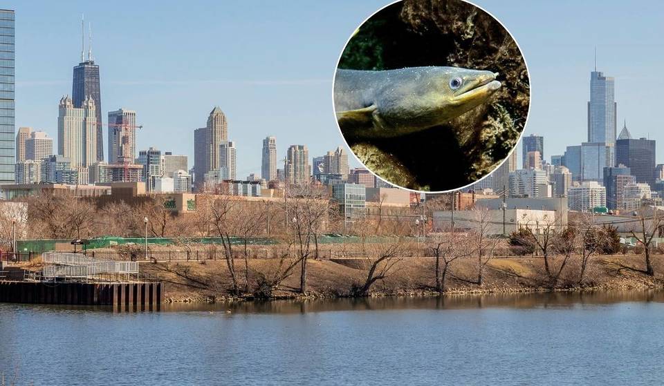 Un pescador local ha capturado una anguila americana en el río Chicago; esto podría indicar grandes mejoras en nuestro ecosistema