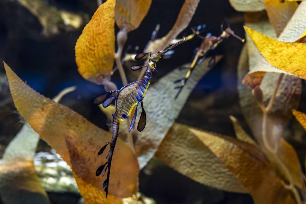 You can visit the Shedd Aquarium’s new rare weedy seadragons this summer