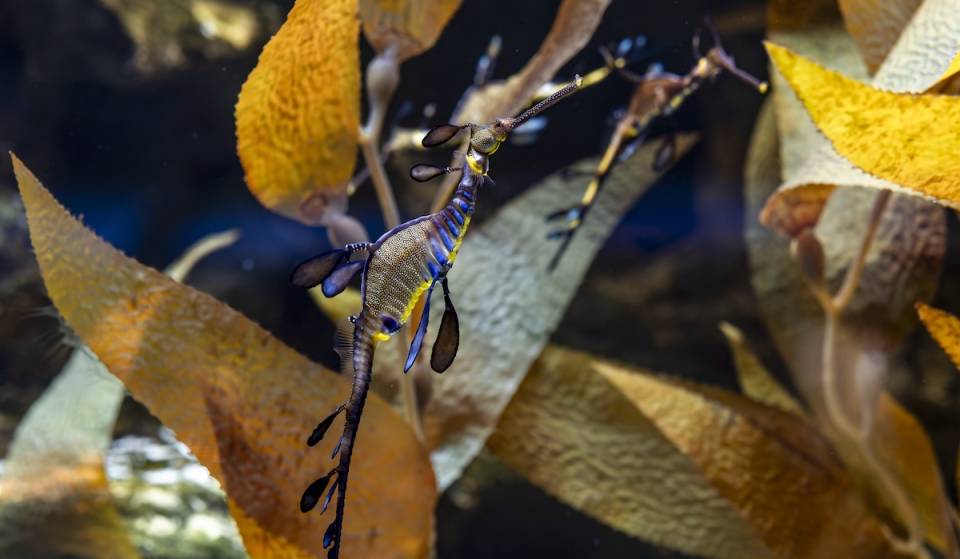 Este verano podrás visitar a los nuevos y raros dragones marinos de las algas del Acuario Shedd