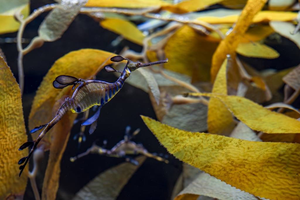 Weedy seadragons