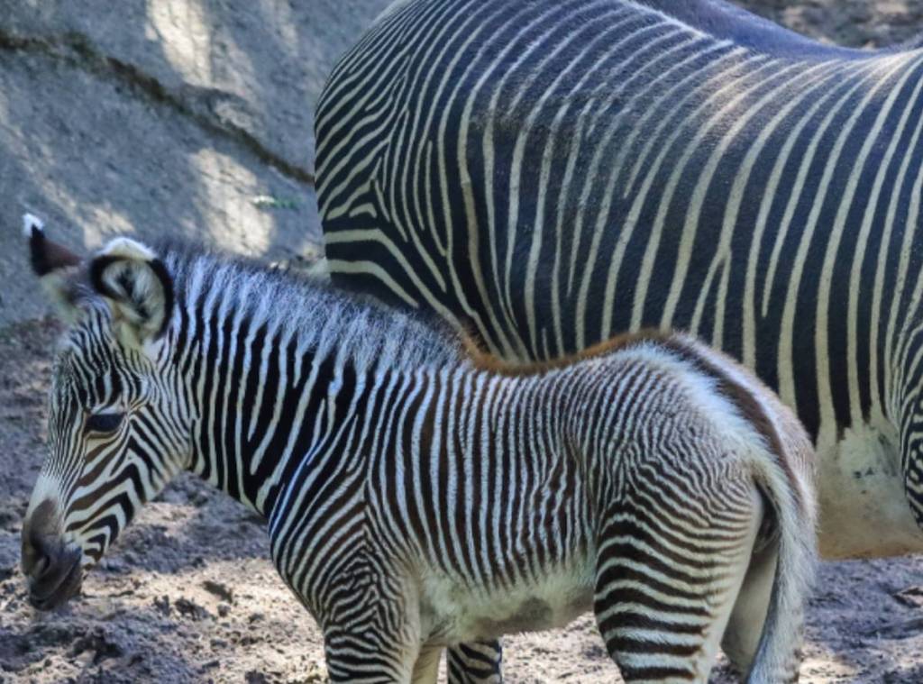 Baby Grevy's Zebra