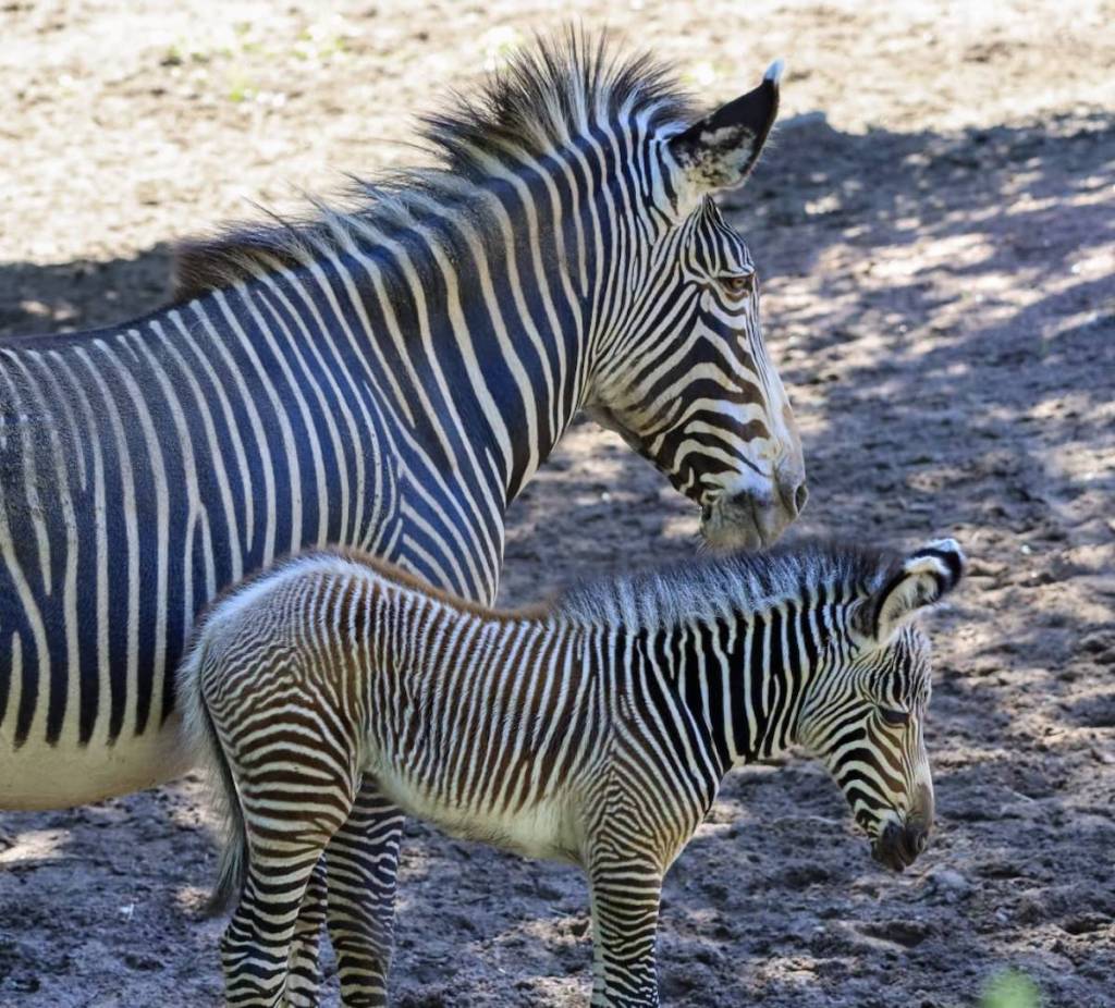 Grevy's Zebra baby and mother