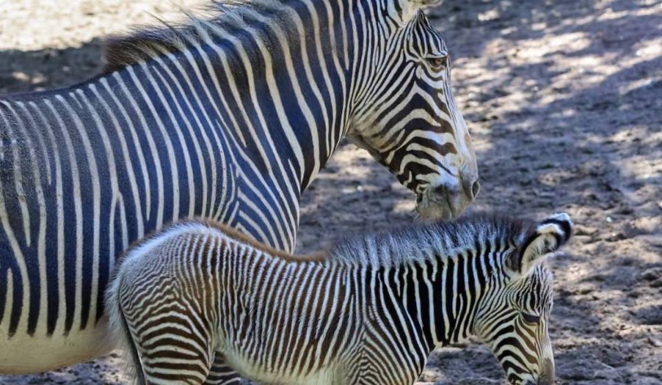 Saluda a la nueva residente del zoológico de Lincoln Park: una cría de cebra de Grevy