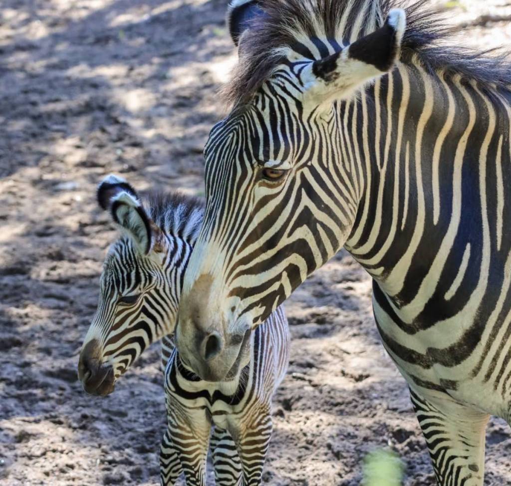 Grevys Zebra and baby