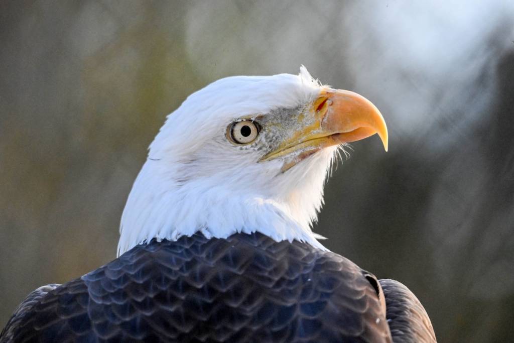 Charlie, el águila calva del zoológico de Brookfield