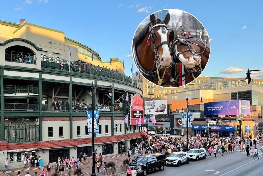 Los caballos Clydesdale de Budweiser + Wrigley Field
