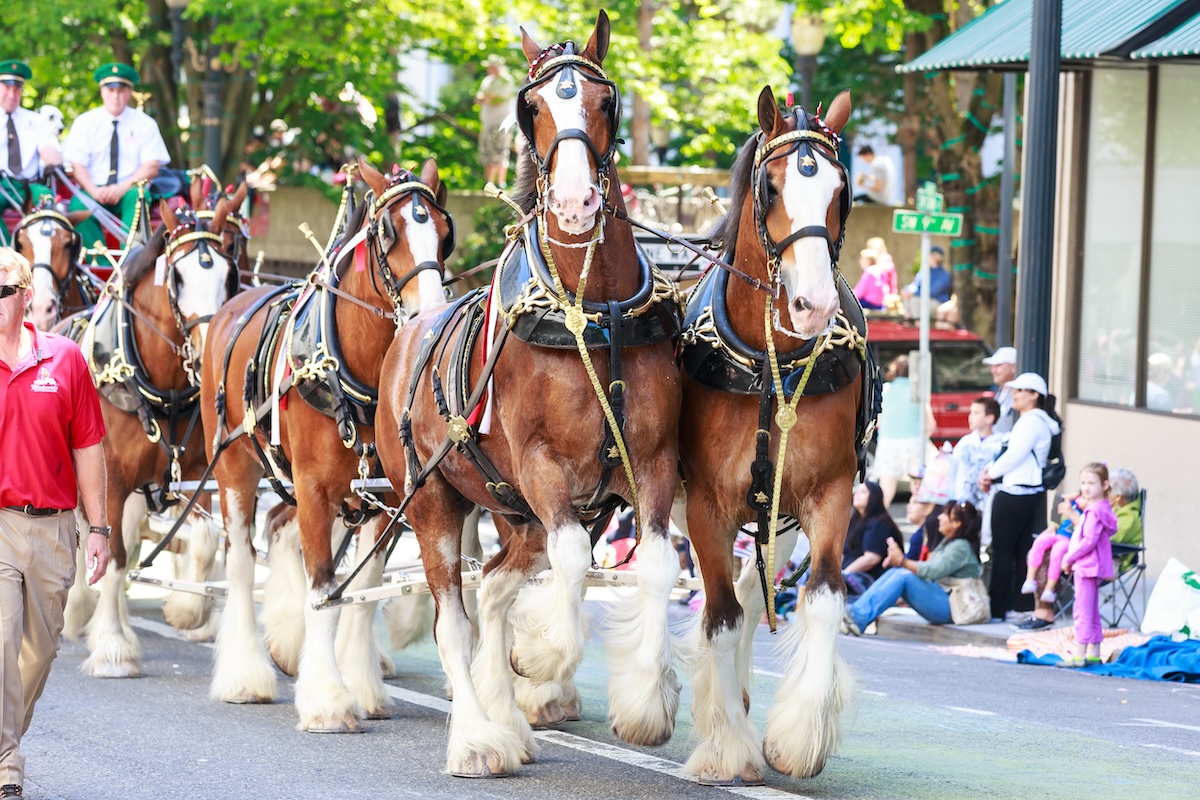 Catch the Budweiser Clydesdales at Wrigley Field this weekend