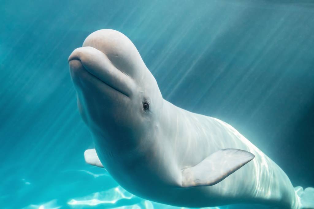 Beluga