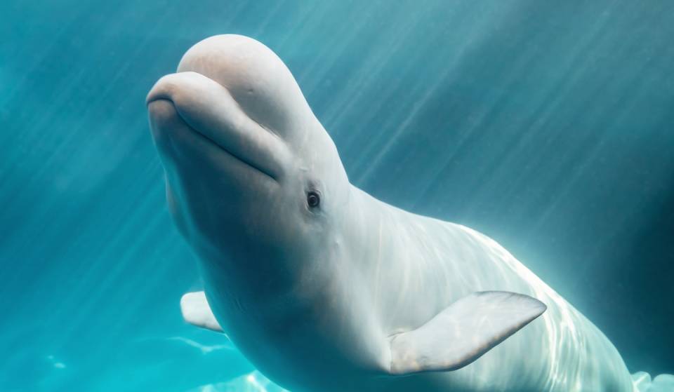 The Shedd Aquarium is welcoming 10 rescue beluga whales