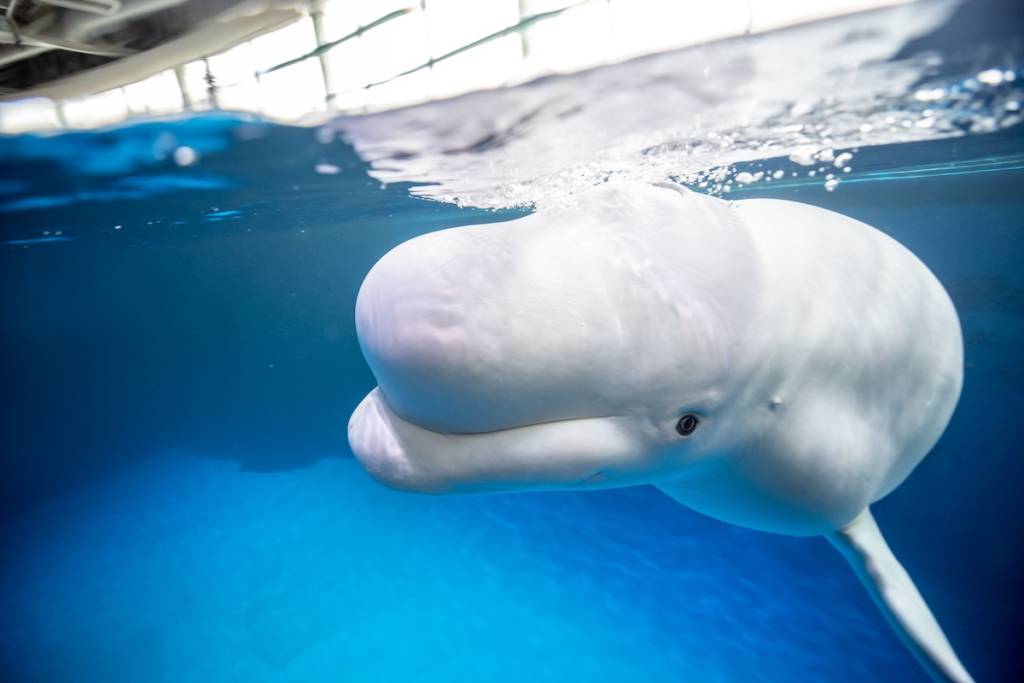 Beluga