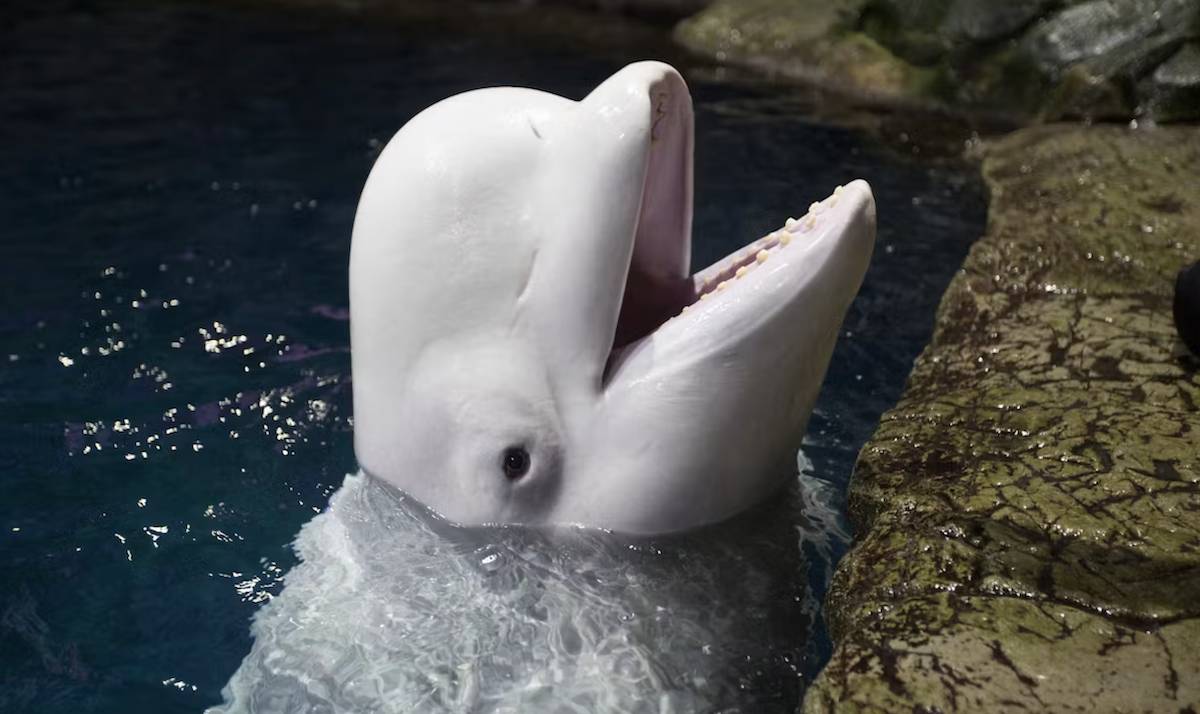 The Shedd Aquarium’s beluga whale rescues are beginning to arrive—and the pictures are adorable