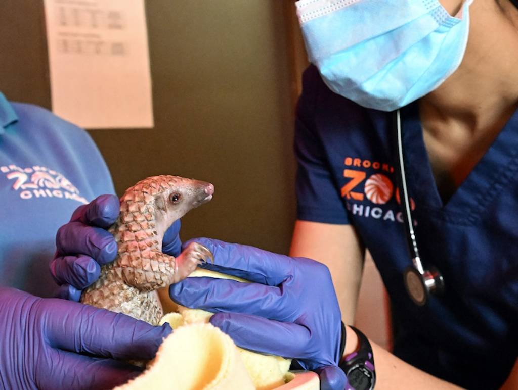 Pangolin baby at Brookfield Zoo