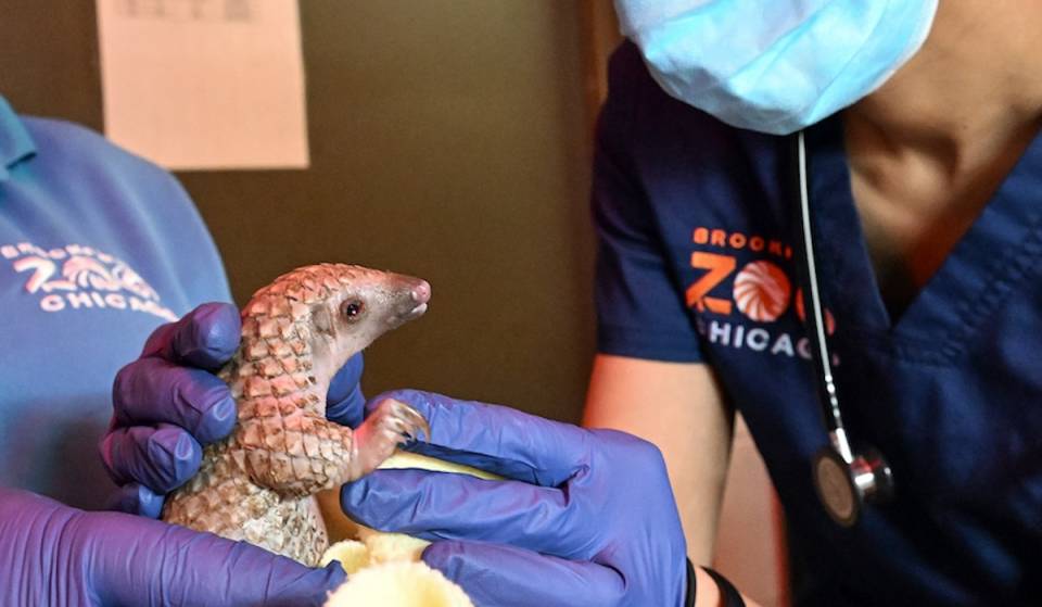 Meet the Brookfield Zoo’s newest resident—an ultra-rare “pangopup”