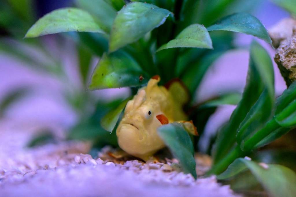 You can now visit the Shedd Aquarium’s new ultra-rare warty frogfish