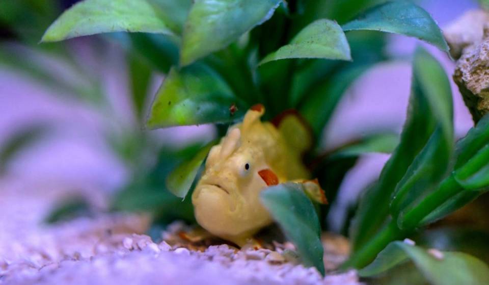 Ya puedes visitar al nuevo y extremadamente raro pez rana verrugoso del Acuario Shedd