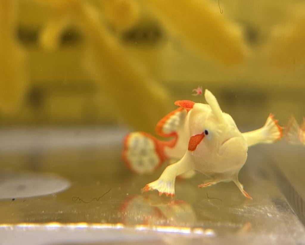 Warty Frogfish