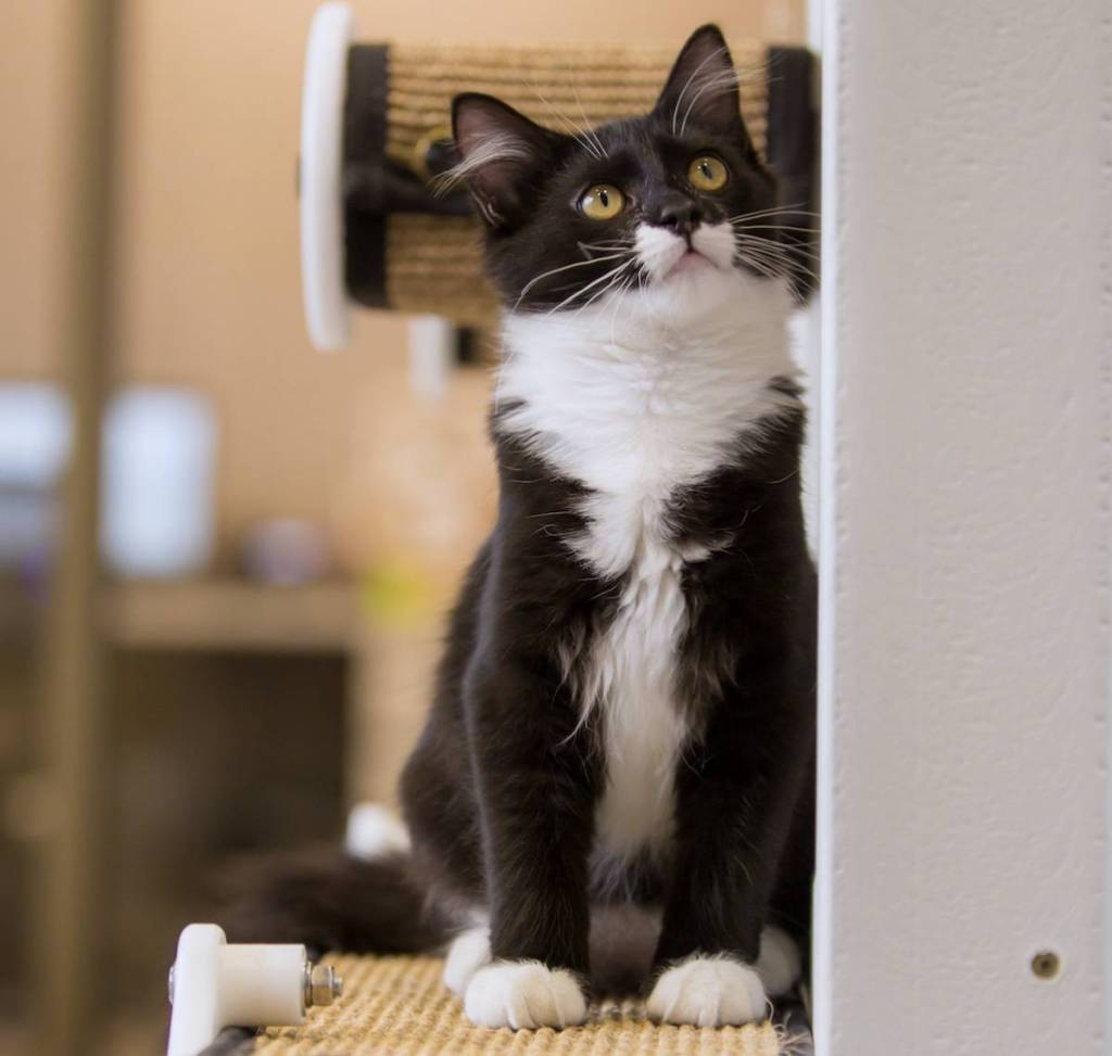 Chicago Humane Coalition