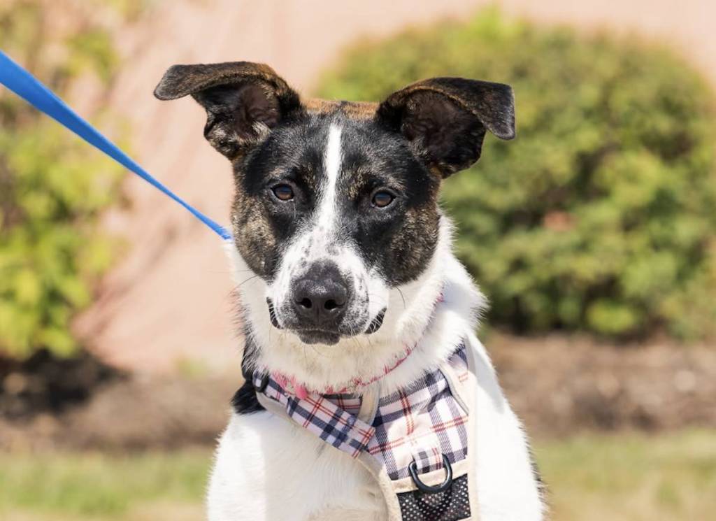 Chicago Humane Coalition