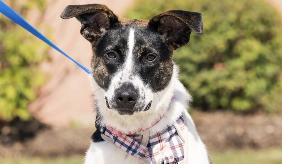 Este fin de semana se celebra en Chicago un gran evento de adopción de mascotas