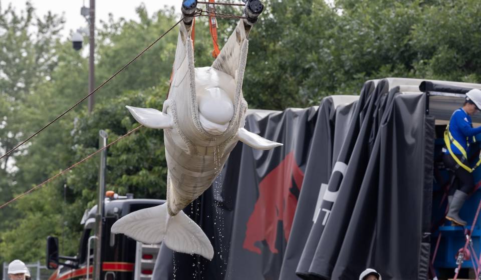 Las belugas rescatadas por el Acuario Shedd están empezando a llegar, ¡y las fotos son una monada!