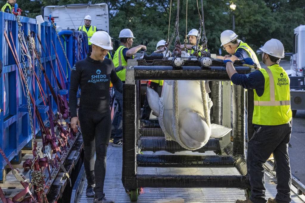 El transporte de las belugas al Shedd