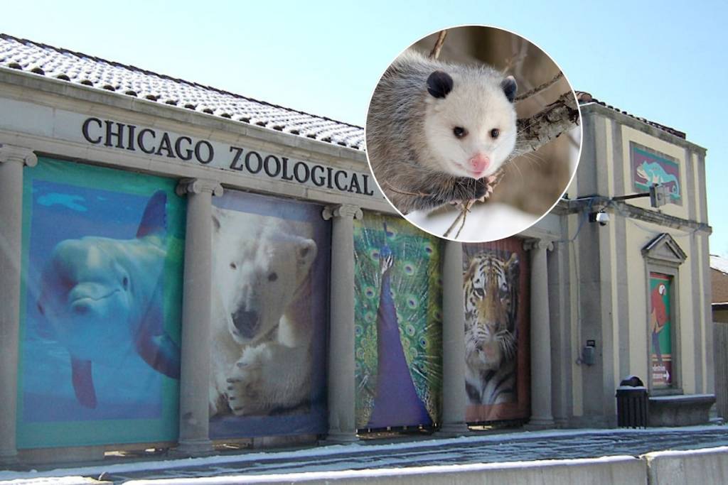 Brookfield Zoo and opossum picture
