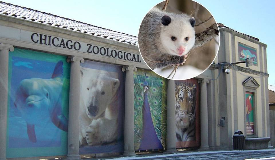 El zoológico de Brookfield tiene una nueva zarigüeya entre sus residentes, ¡y necesitan tu ayuda para ponerle nombre!