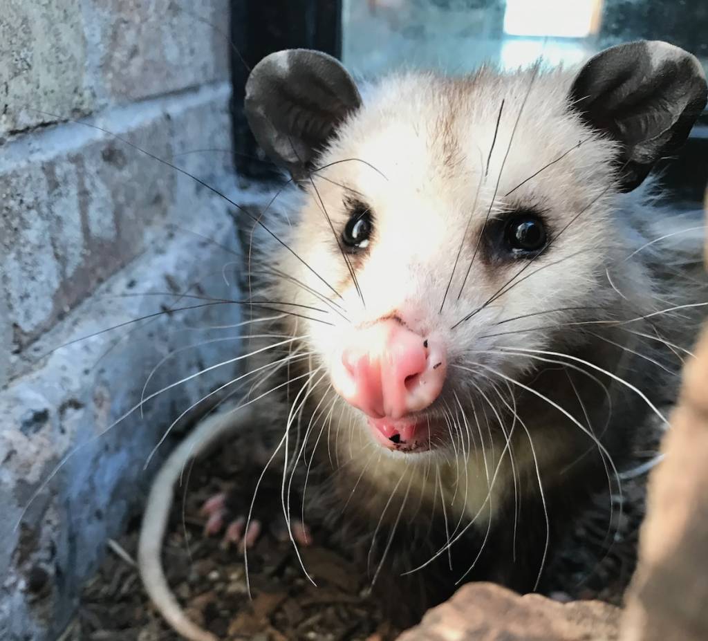 Opossum
