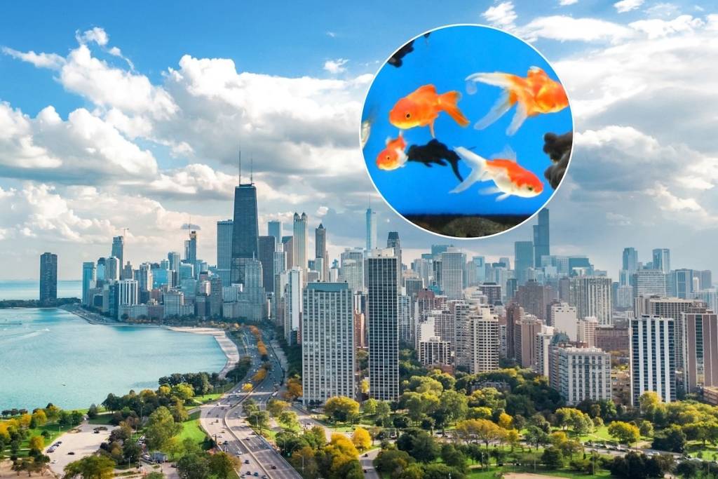 The Largest Aquarium Expo in the U.S. is making a splash in Chicago this month