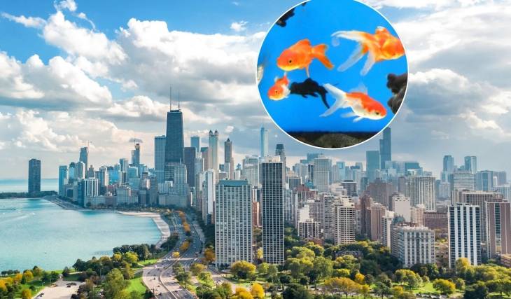 La mayor feria de acuarios de EE. UU. va a causar sensación en Chicago este mes