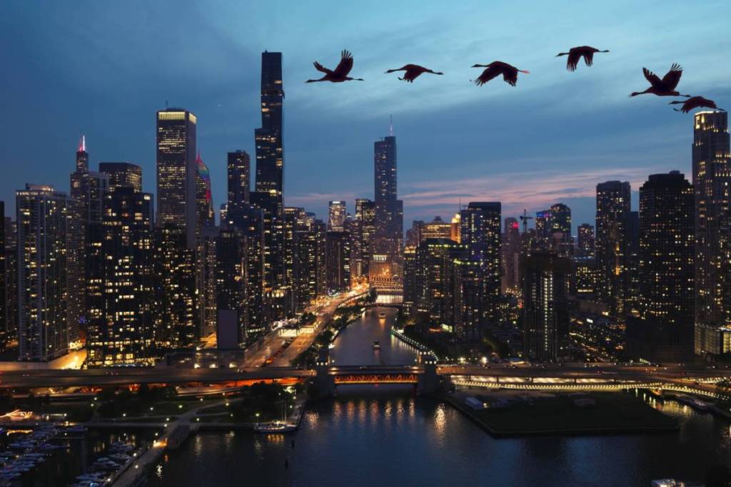 La norma «Lights Out» de Chicago cobra especial importancia ahora mismo, al entrar en vigor la alerta de migración de aves