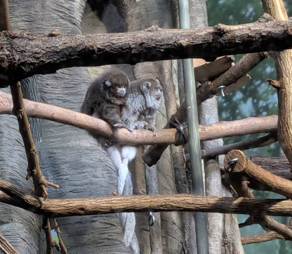 Los titíes se están haciendo amigos en el zoológico de Lincoln Park