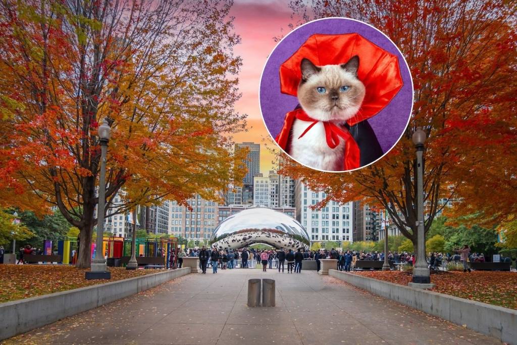 A Halloween cat tour is coming to Chicago this fall—here’s how you and your kitty can get involved