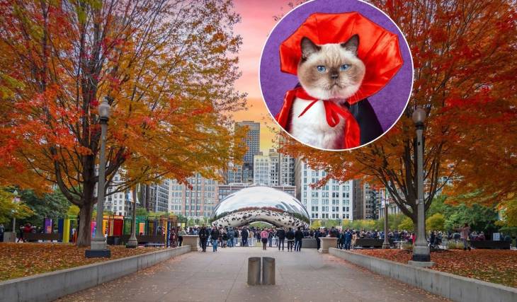 El mes que viene llega a Chicago un recorrido felino de Halloween: aquí te contamos cómo puedes participar tú y tu gatito